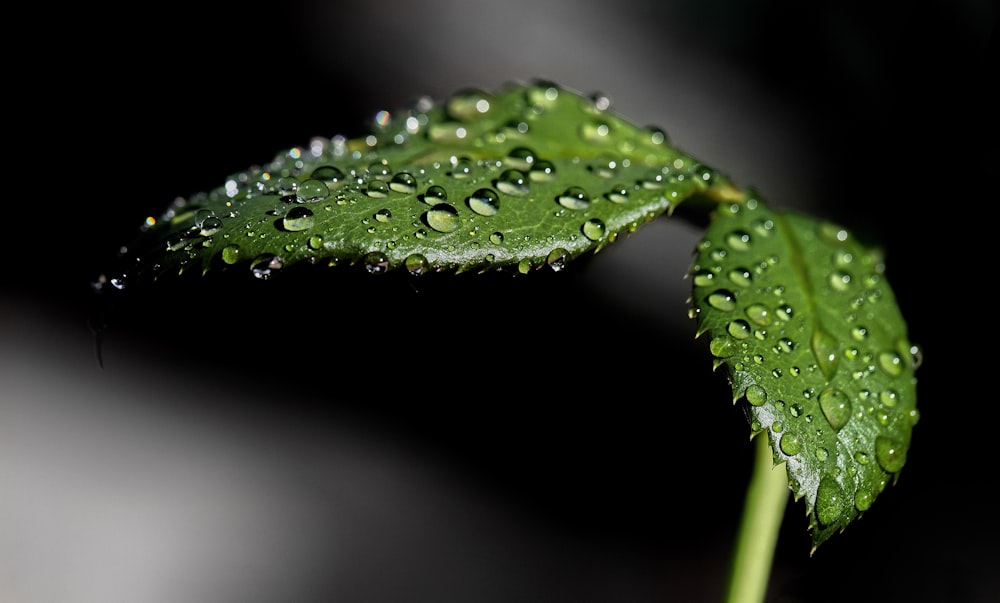 water droplets on green leaf