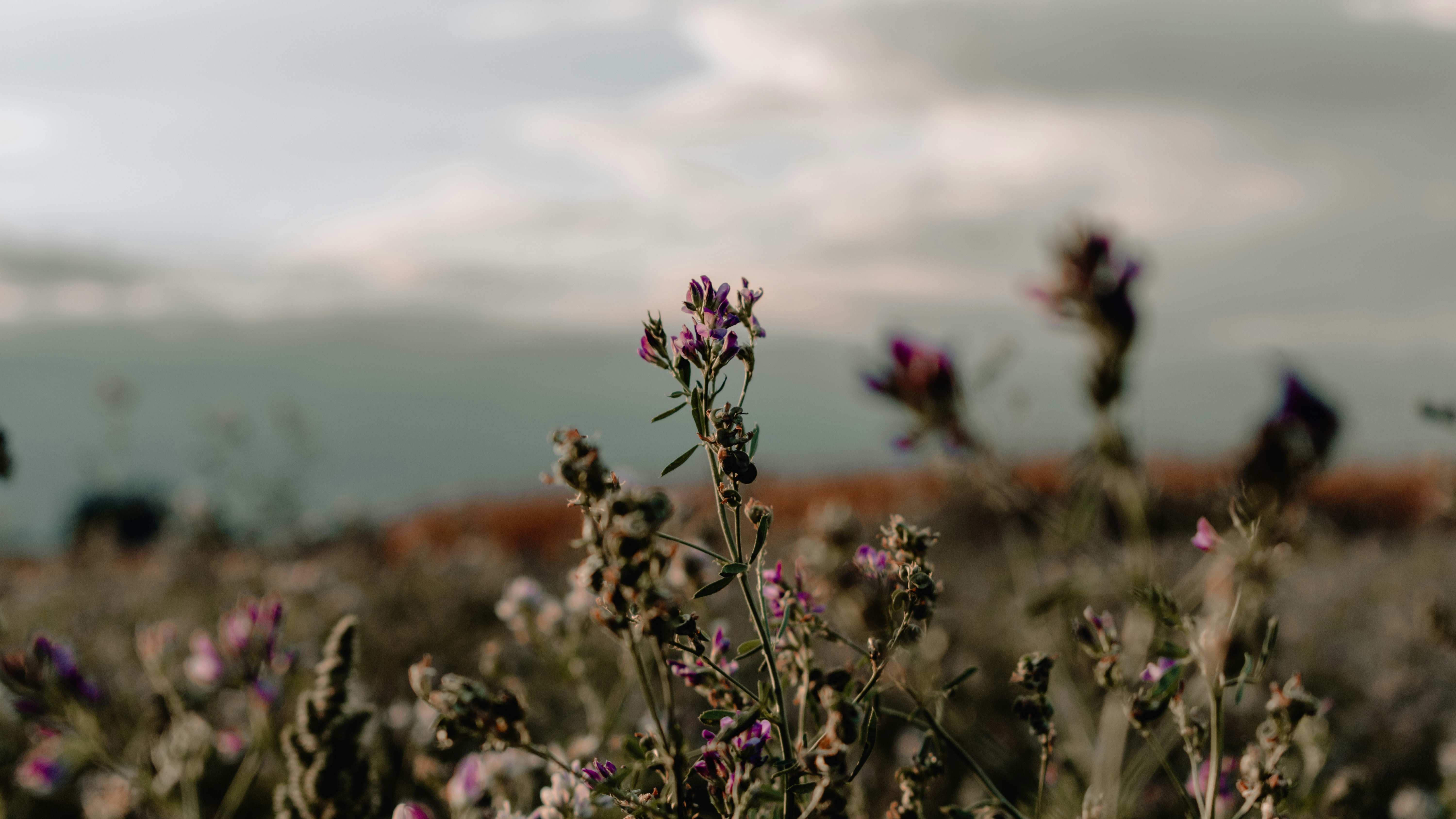 Photo by gabor_veres