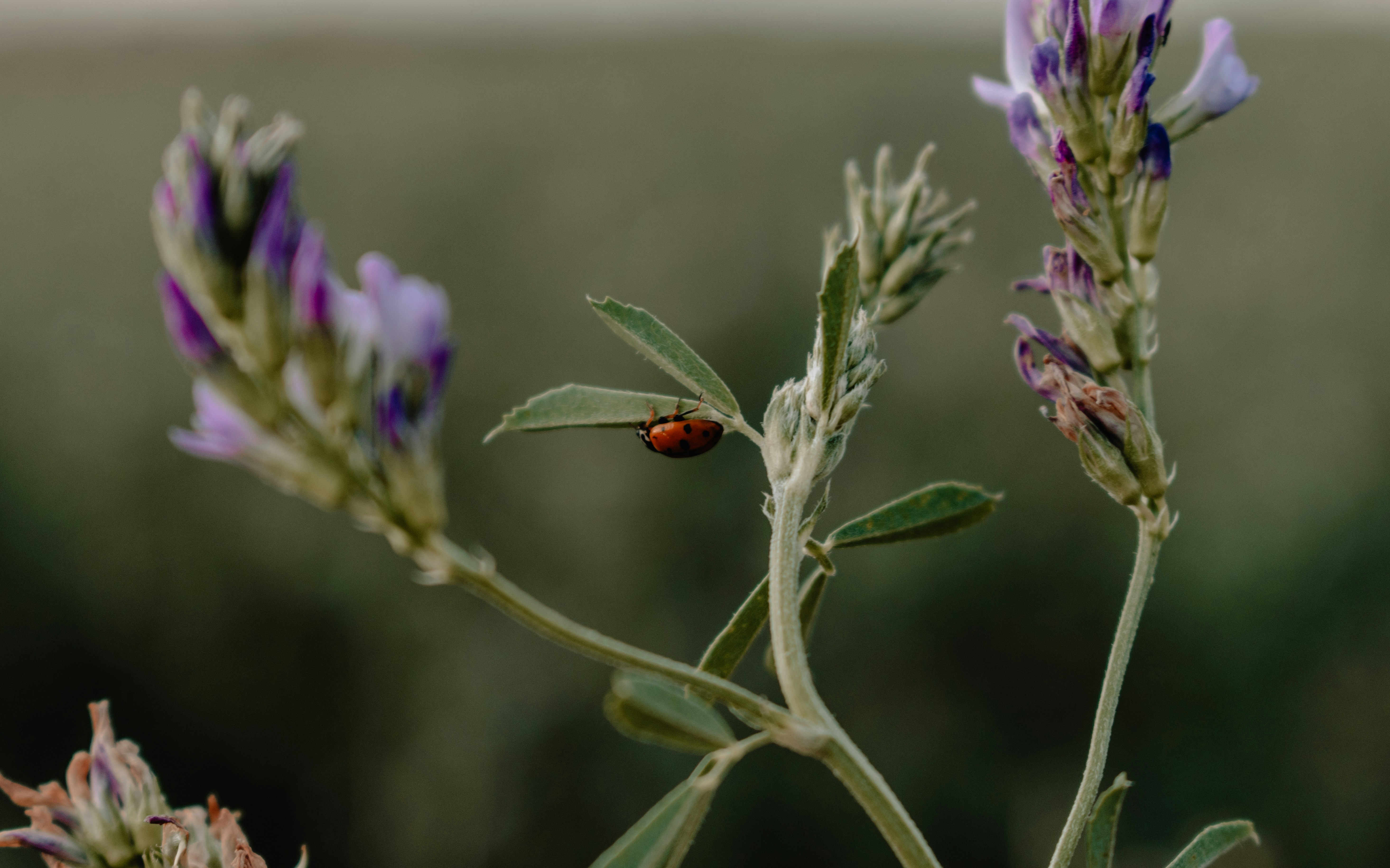 See, in Slow Motion, how Ladybugs Fit Wings Inside Their Spotted red Shells, image size:3000x1875