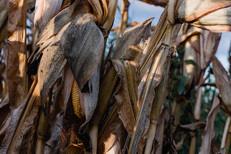 Corn — 500 bushels, #2 grade