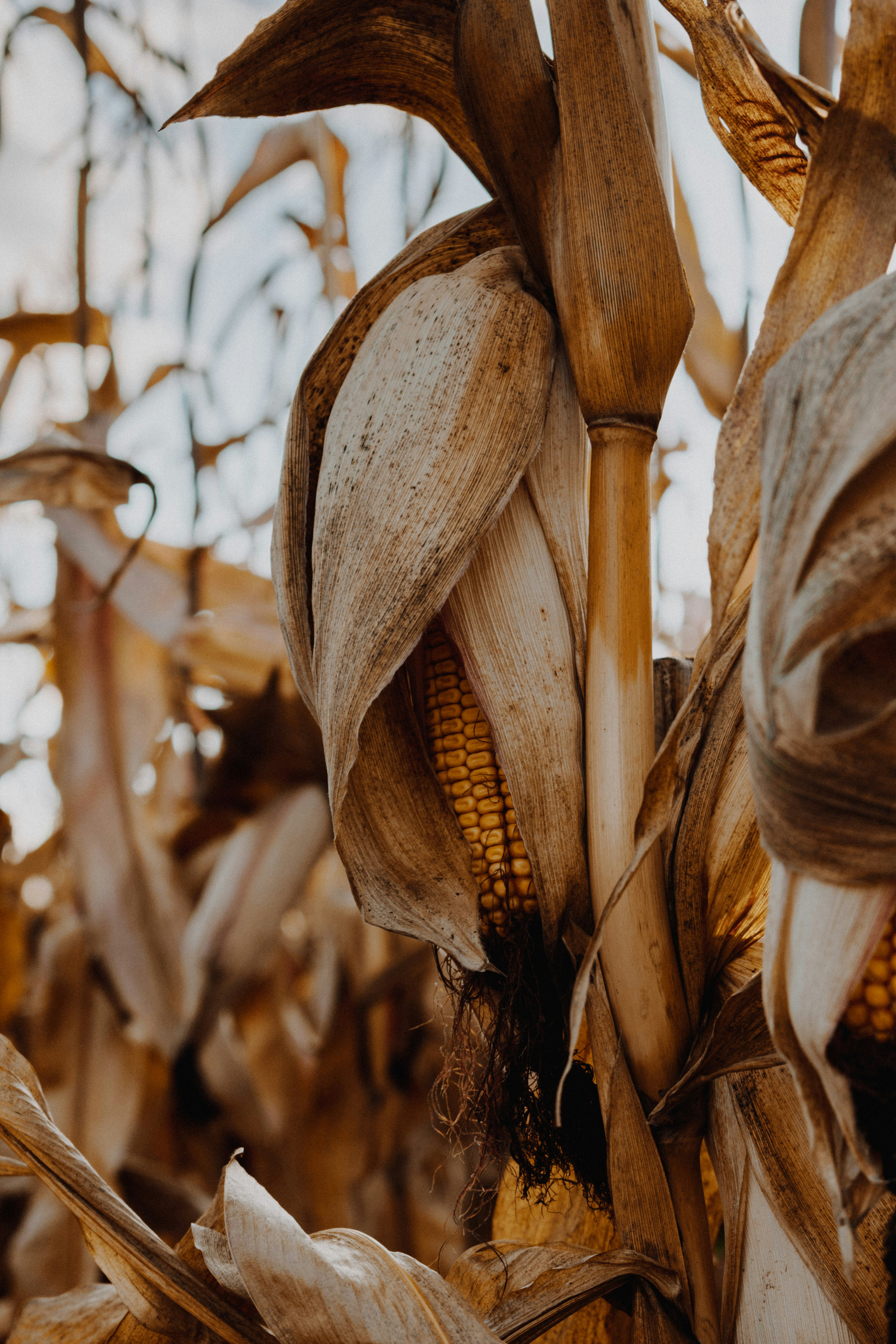 Photo by gabor_veres