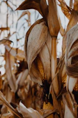Close-up of vibrant ears of native corn in a sunlit milpa field.