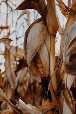 Close-up of vibrant ears of native corn in a sunlit milpa field.