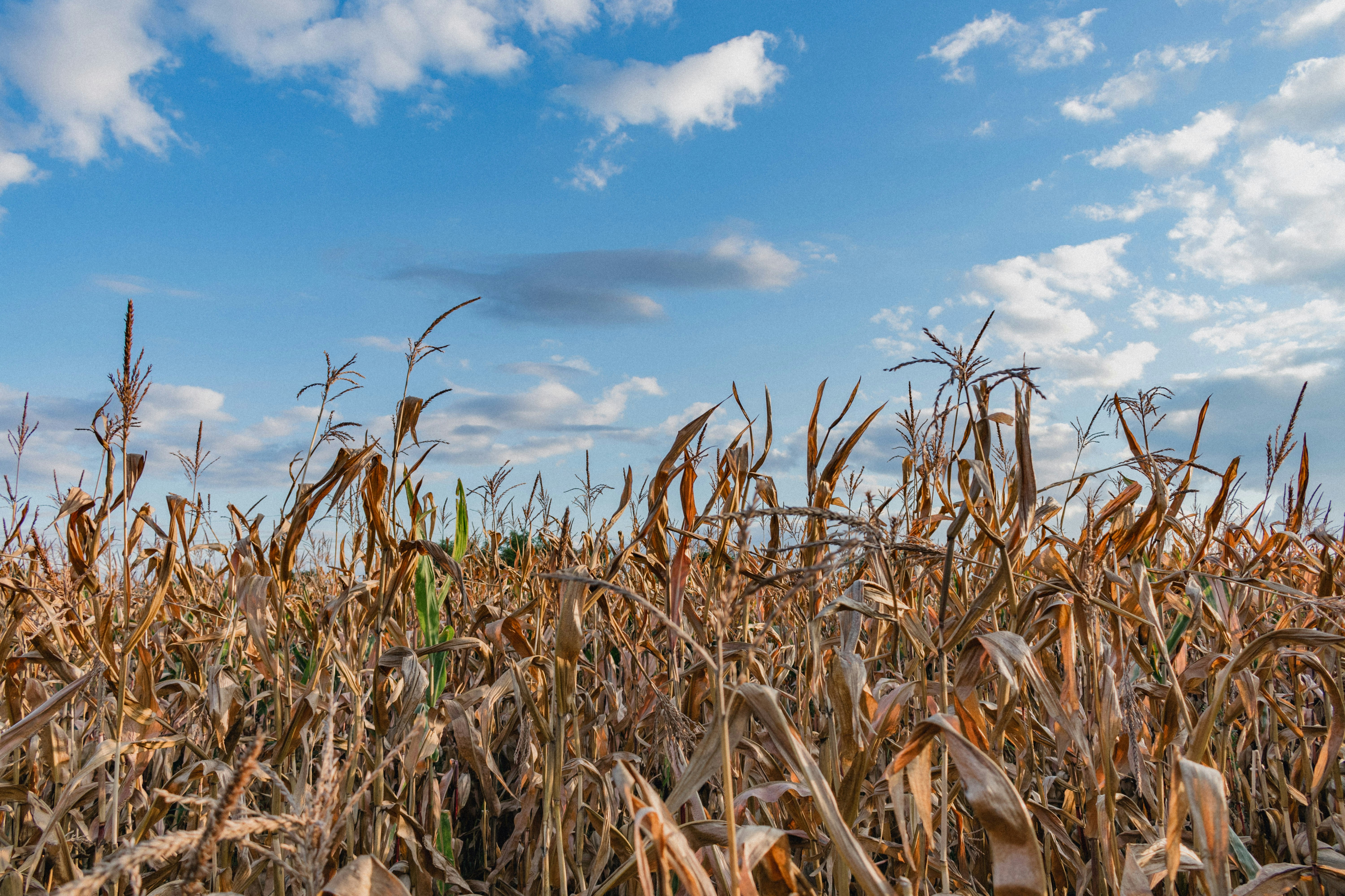 Photo by gabor_veres