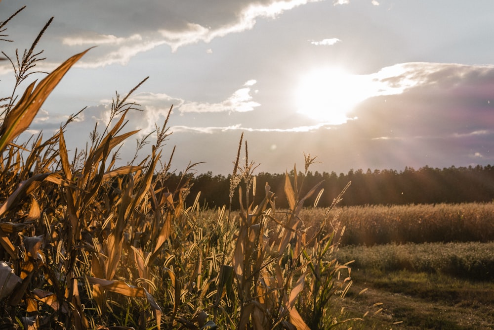 campo di grano marrone sotto il cielo nuvoloso durante il giorno