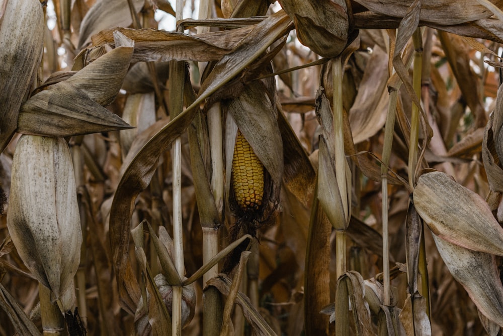 corn plant in close up photography