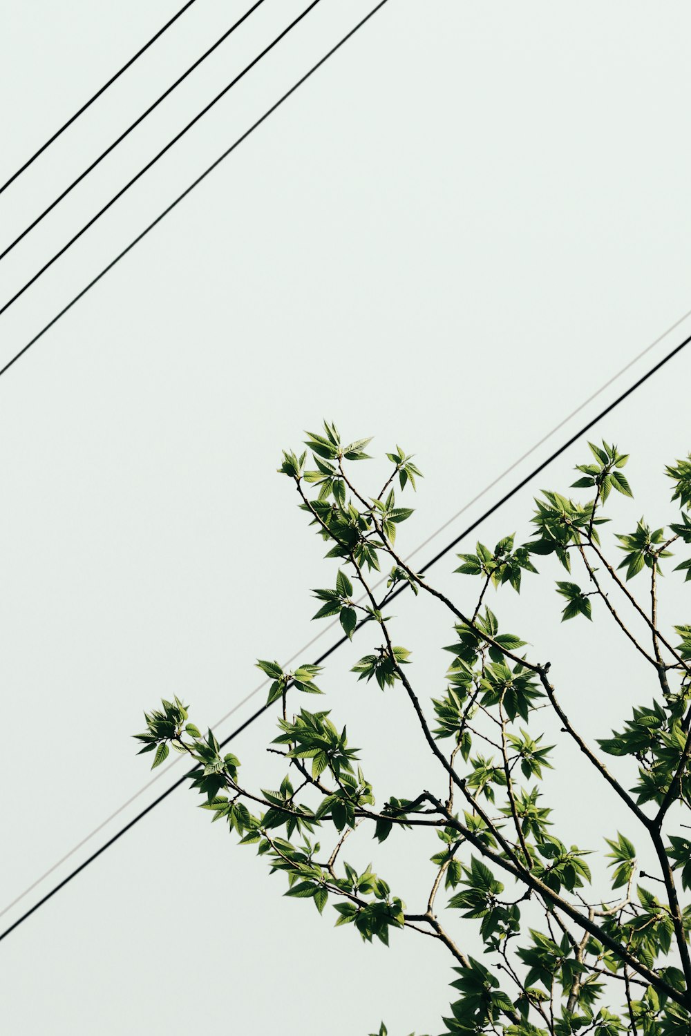 green leaves under white sky during daytime