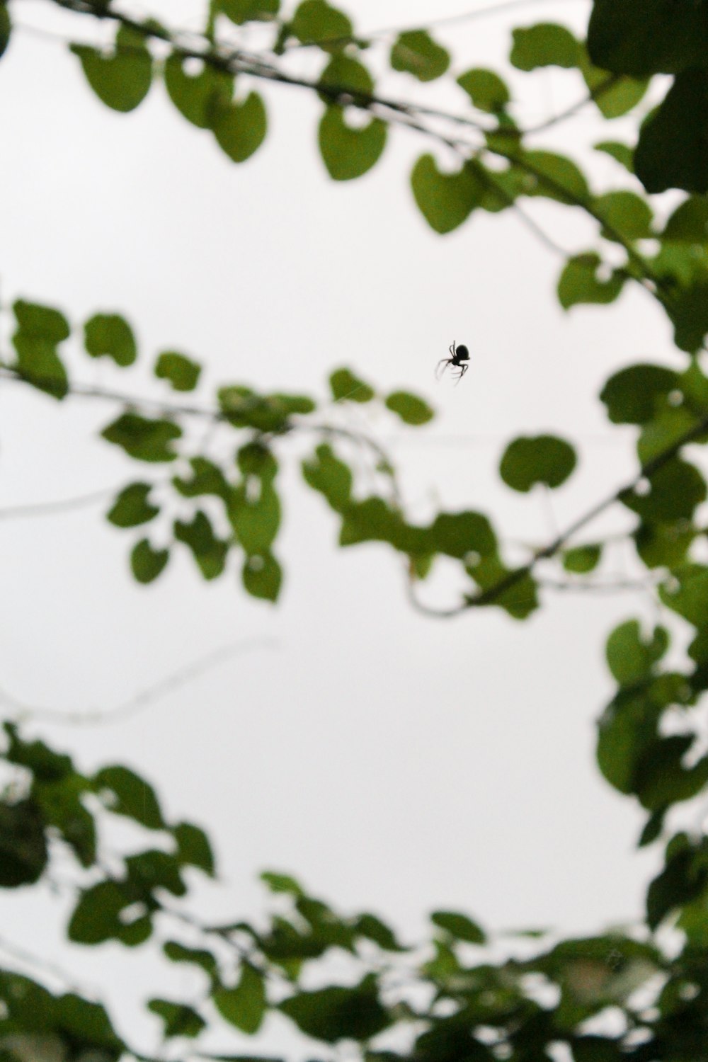 black ant on green leaf during daytime