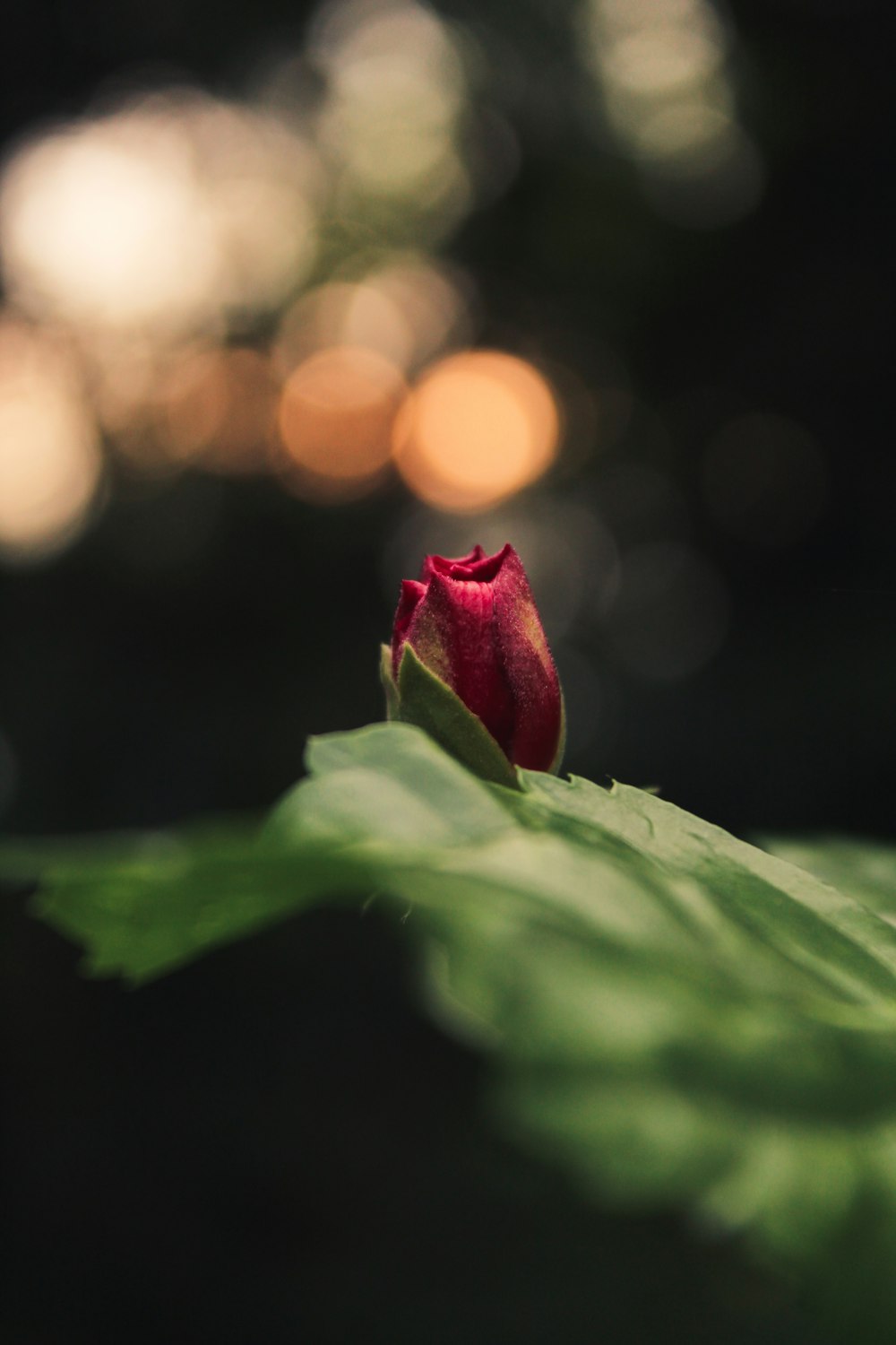 red rose in bloom with water droplets