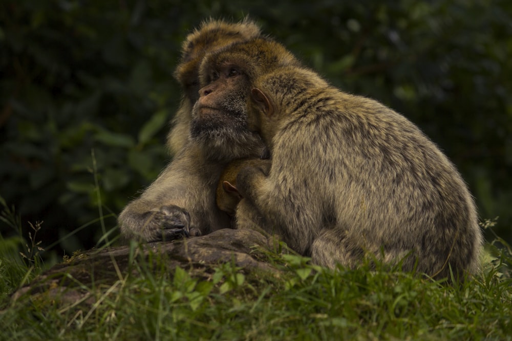 brown monkey on green grass during daytime