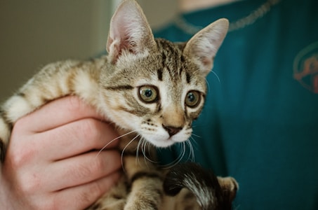 A close-up of a tabby kitten with large, expressive eyes being gently held by a person wearing a teal shirt. The kitten's fur is a mix of light brown and black stripes, and its ears are perked up as it looks intently at something out of view.