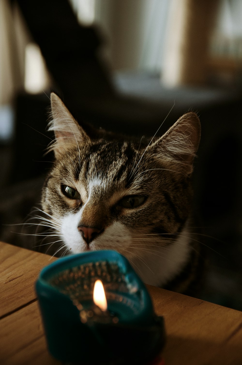 brown tabby cat on brown wooden table