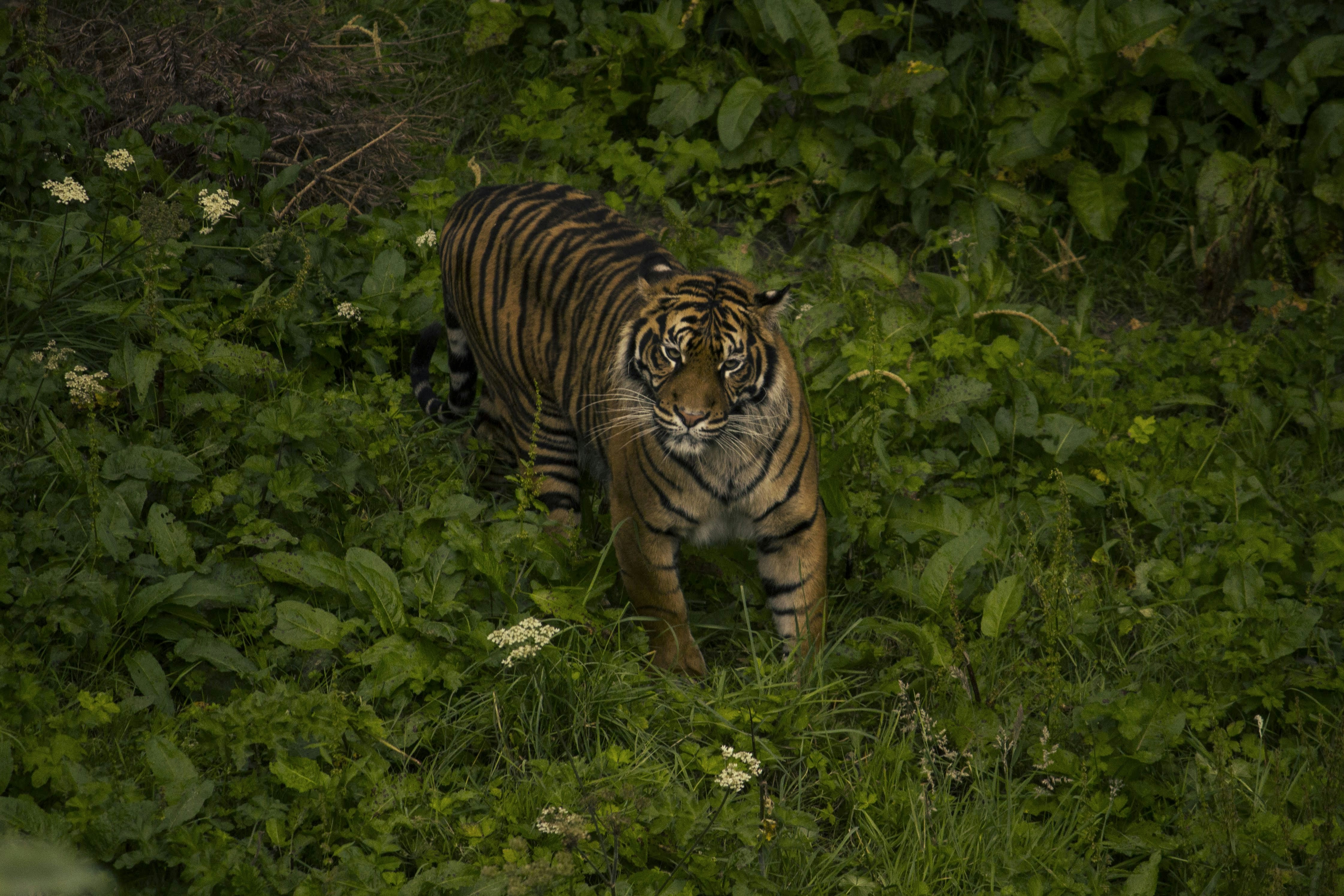 Sumatran Tiger