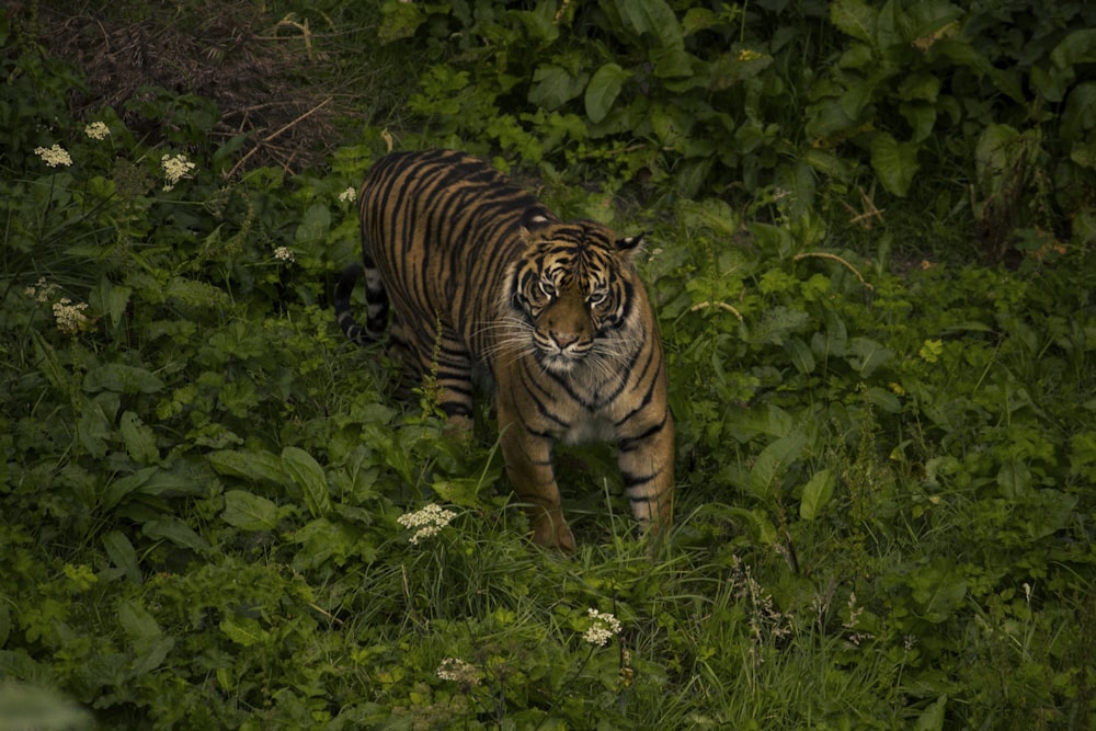 brown and black tiger on green grass during daytime