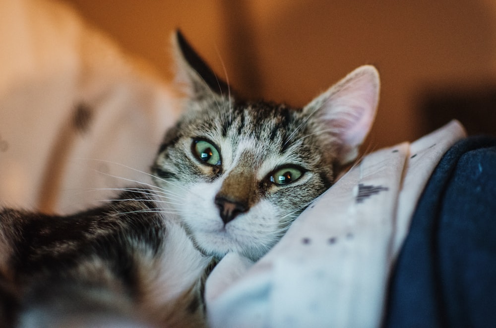 brown tabby cat lying on white textile