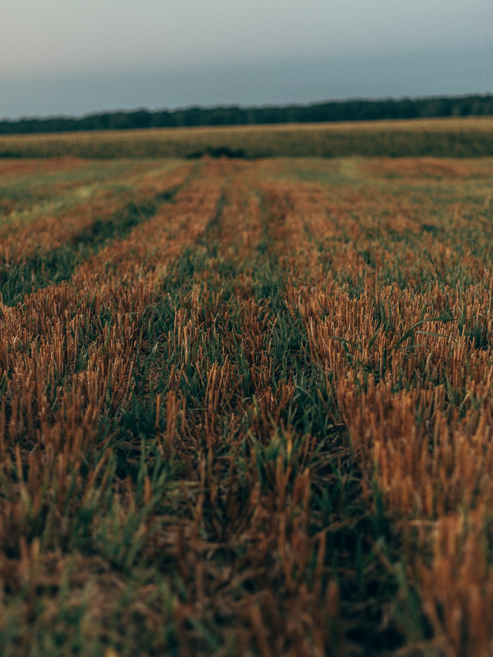 brown grass field during daytime