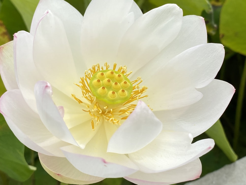 white and yellow flower in macro photography