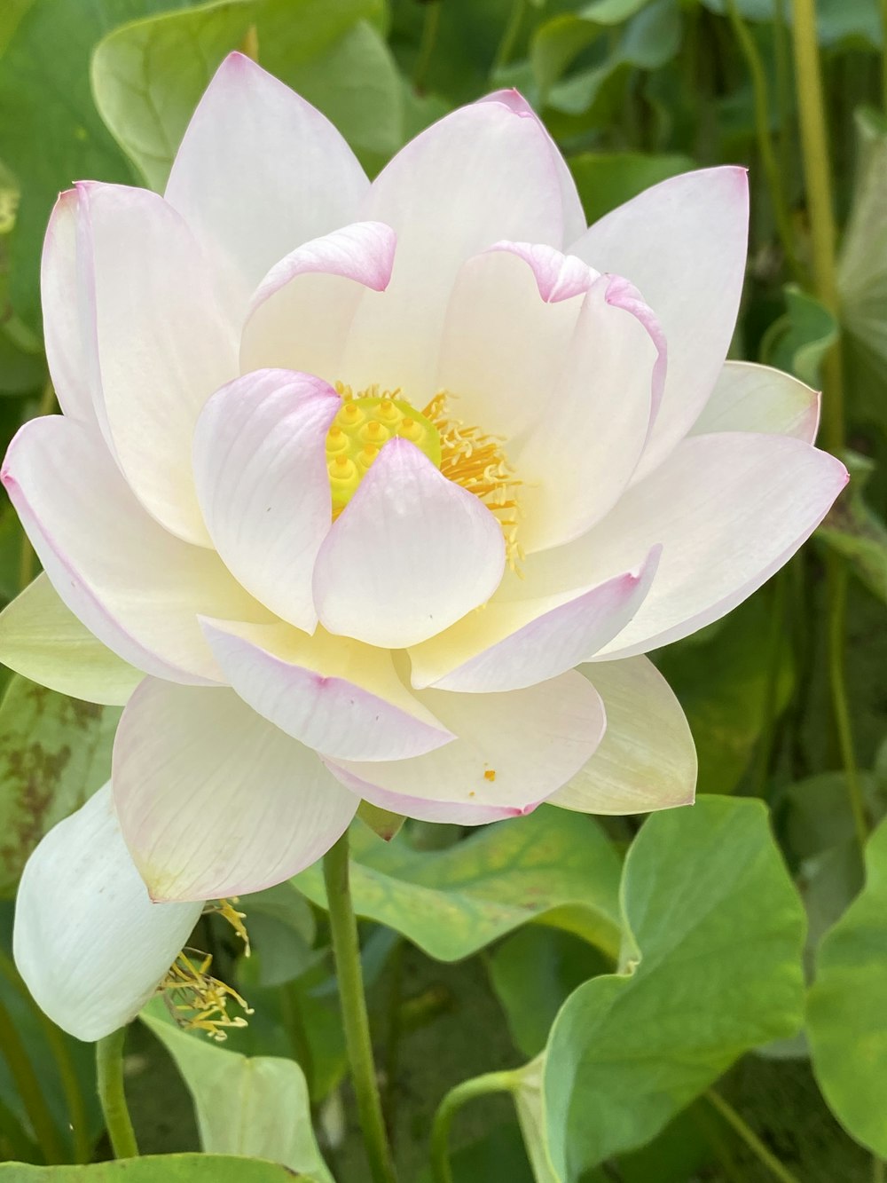 white and pink lotus flower in bloom during daytime