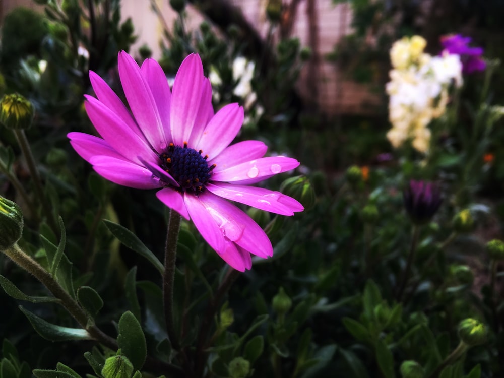 purple flower in tilt shift lens