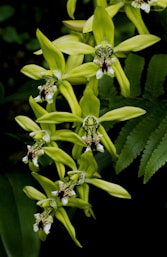 green and black insect on green plant