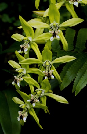 green and black insect on green plant
