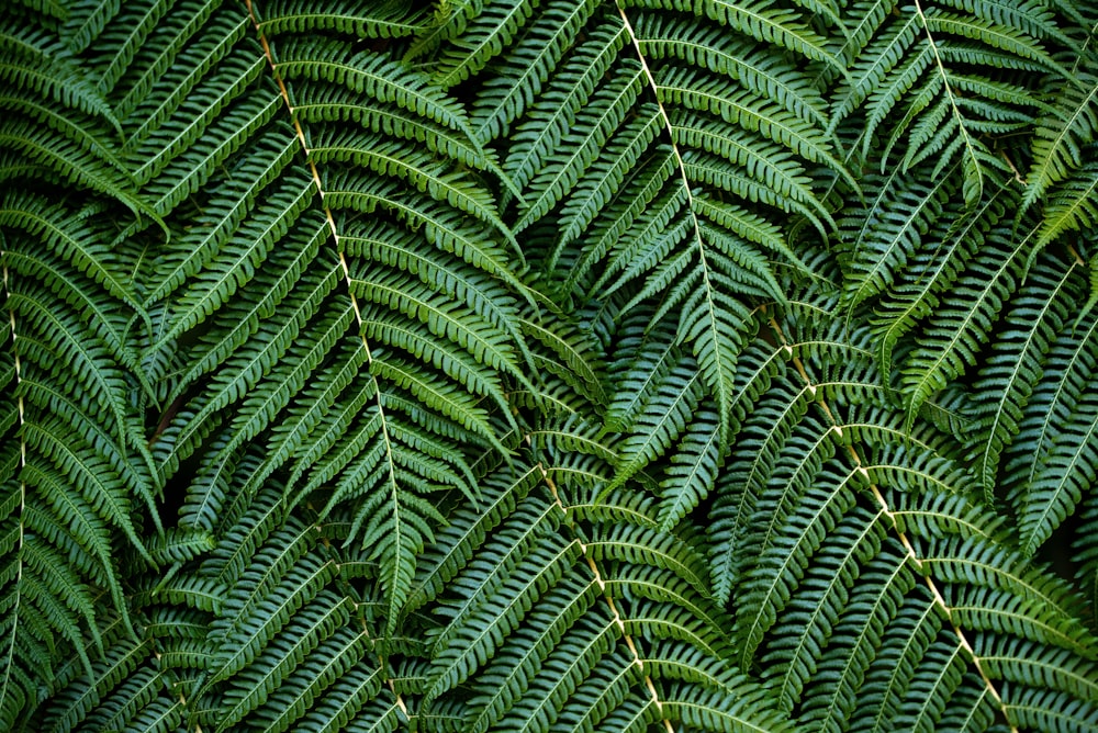 planta de samambaia verde durante o dia