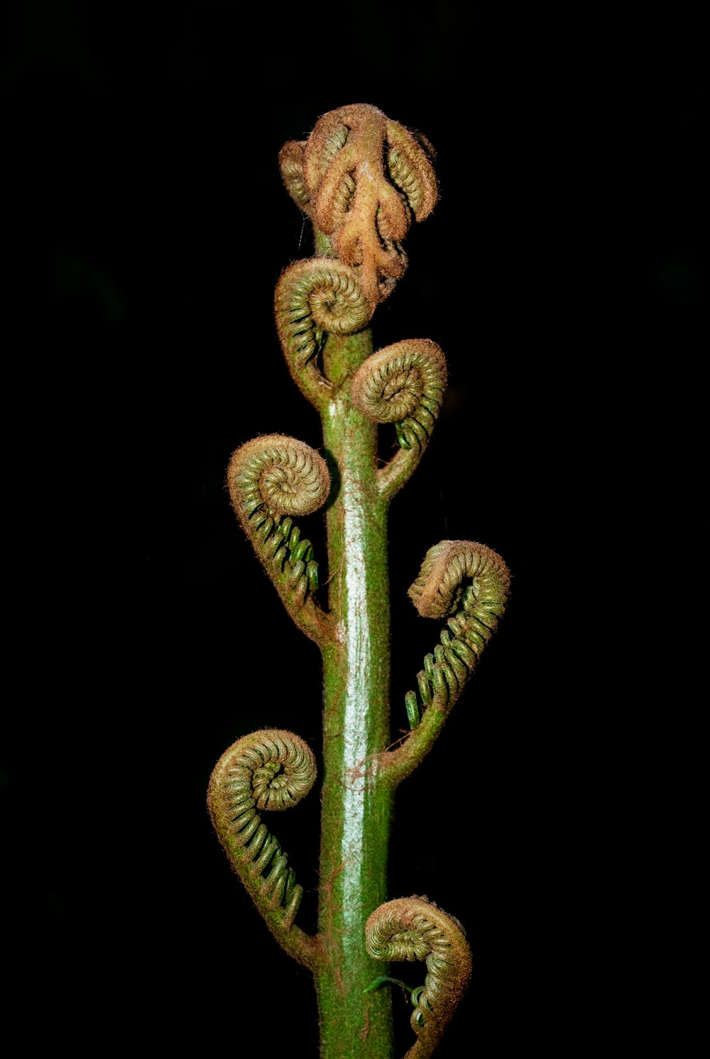 brown and green plant stem