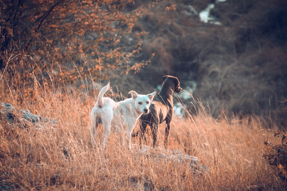 2 brown and white short coated dogs on brown grass field during daytime