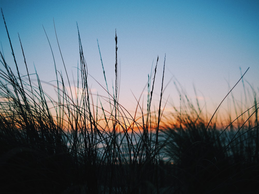 brown grass under blue sky during daytime