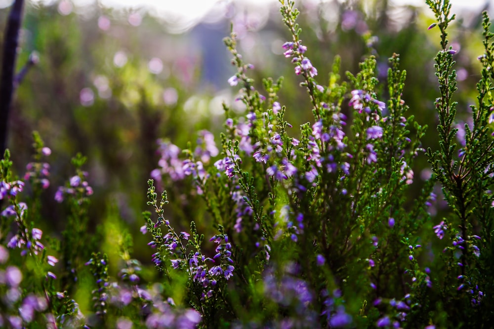 purple flowers with green leaves during daytime