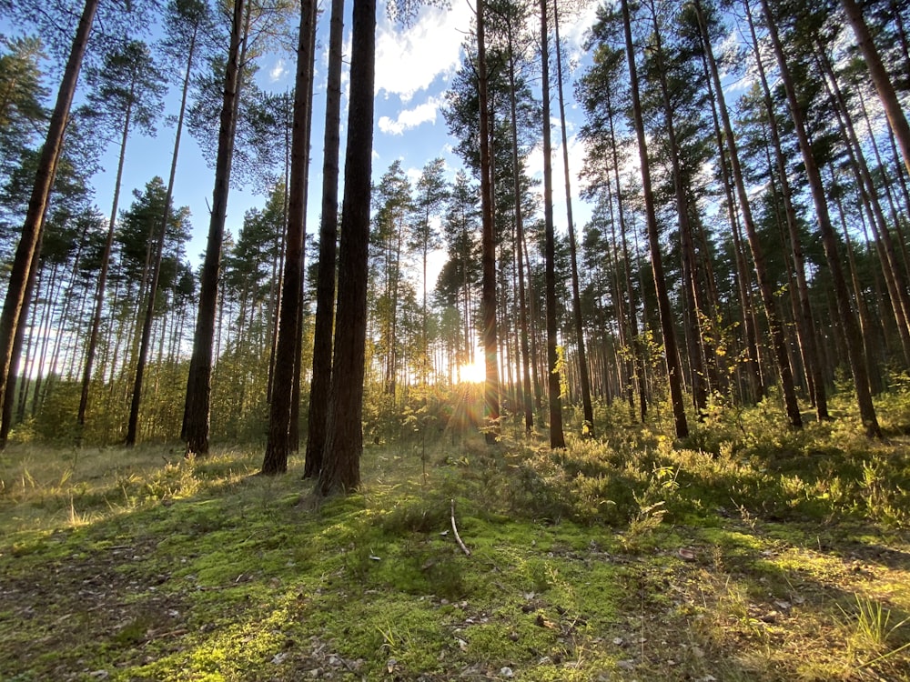 green grass and trees during daytime