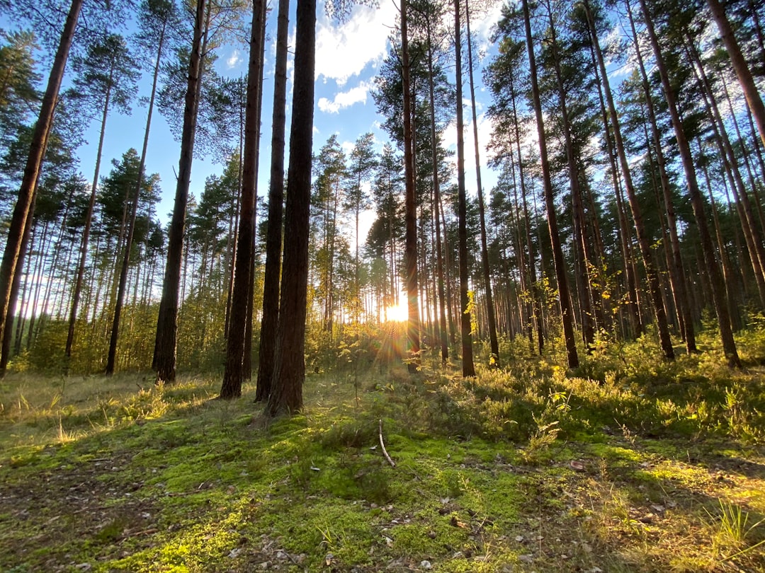 Forest photo spot 170000 Dubna