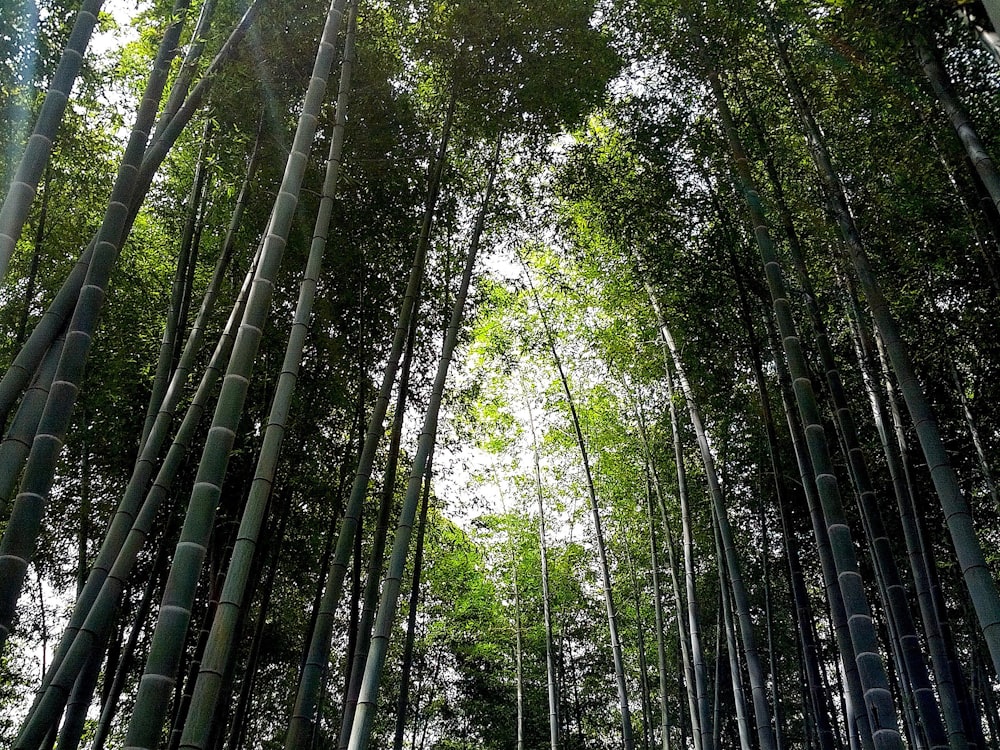 Fotografía de ángulo bajo de árboles verdes durante el día