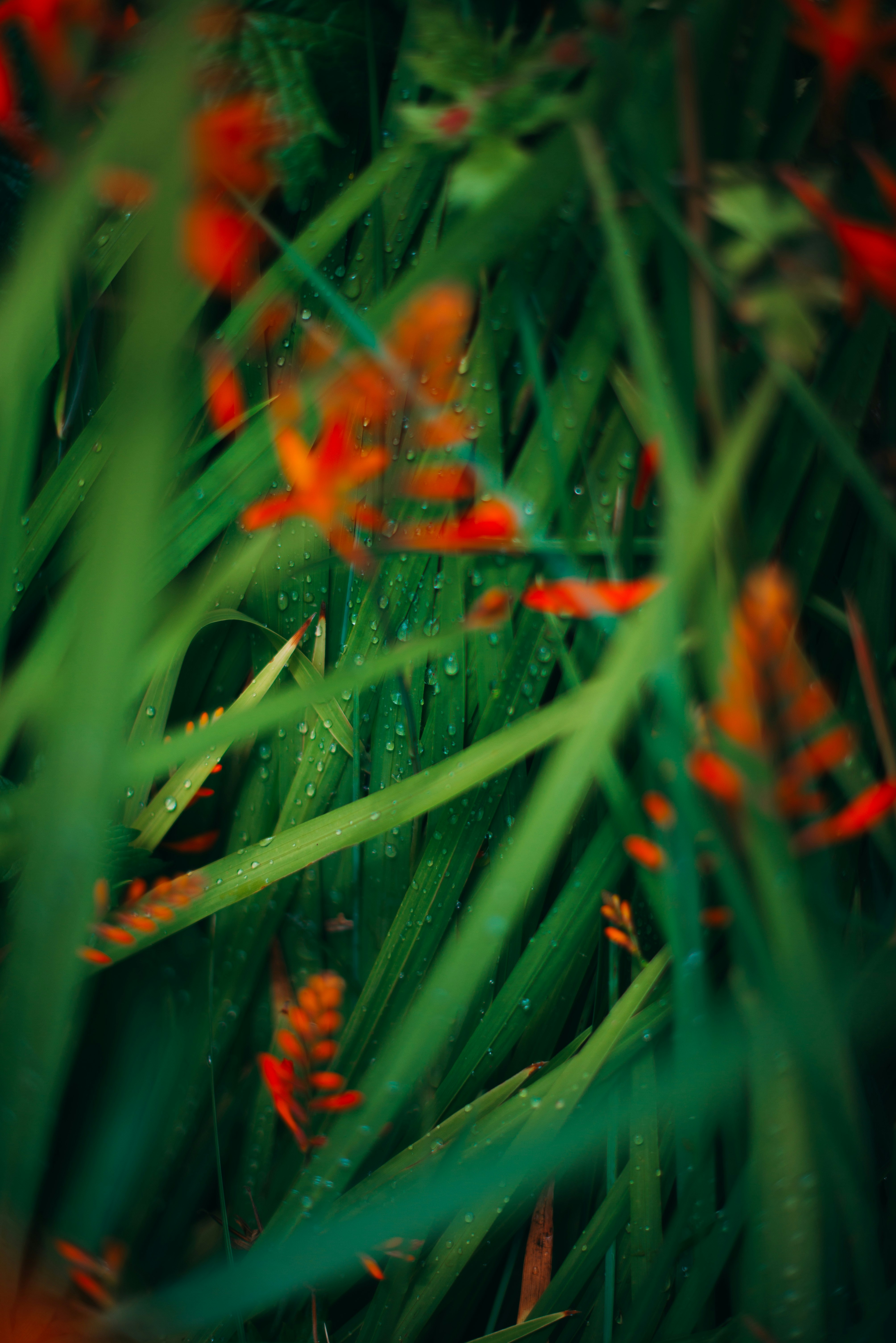 rocío de agua sobre la hierba verde