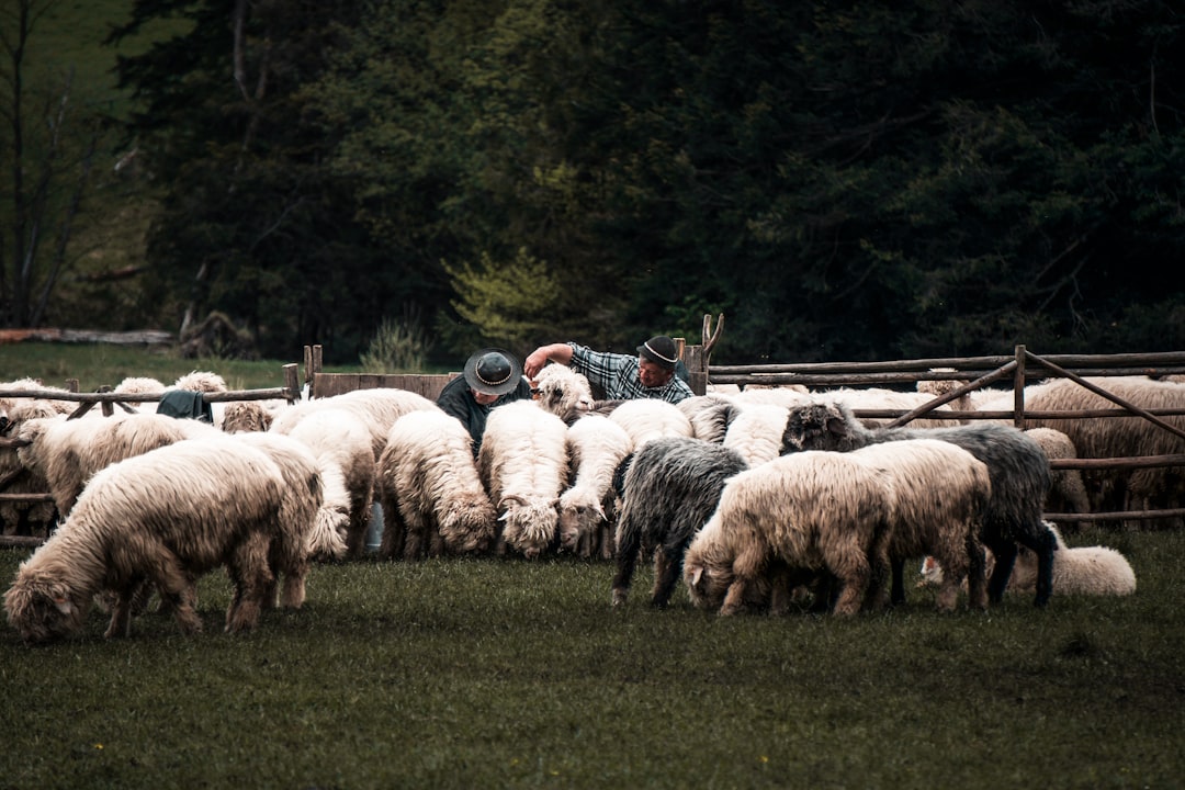 group of sheep on green grass field during daytime