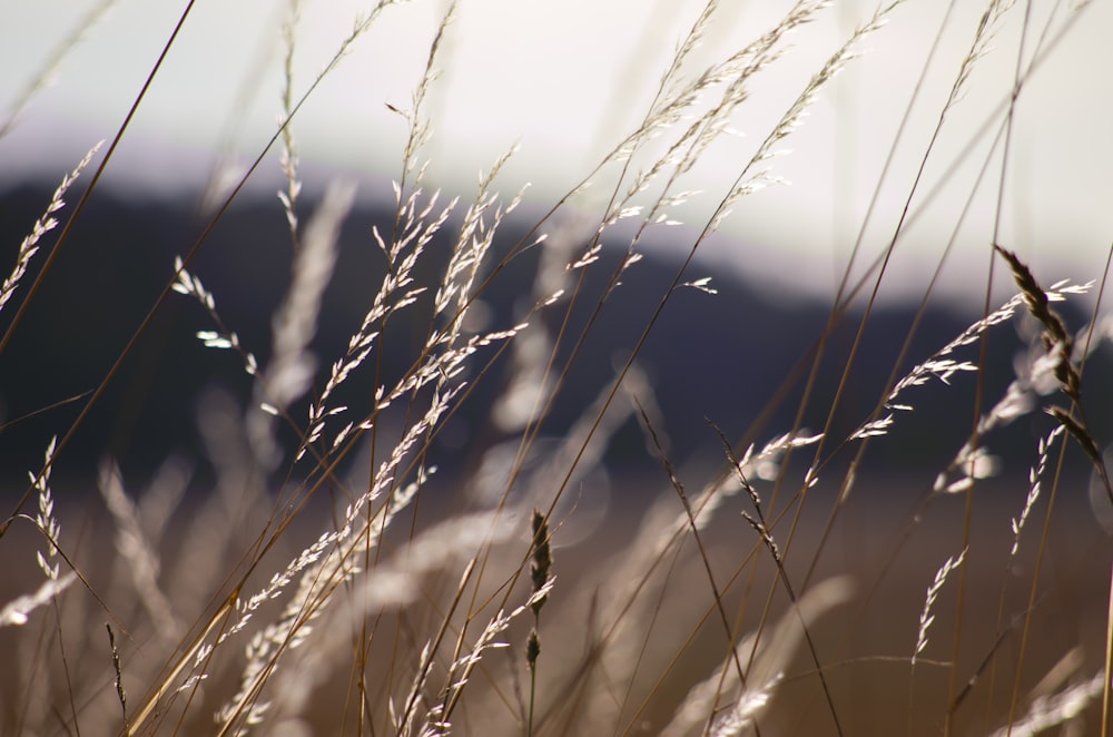 brown grass in close up photography