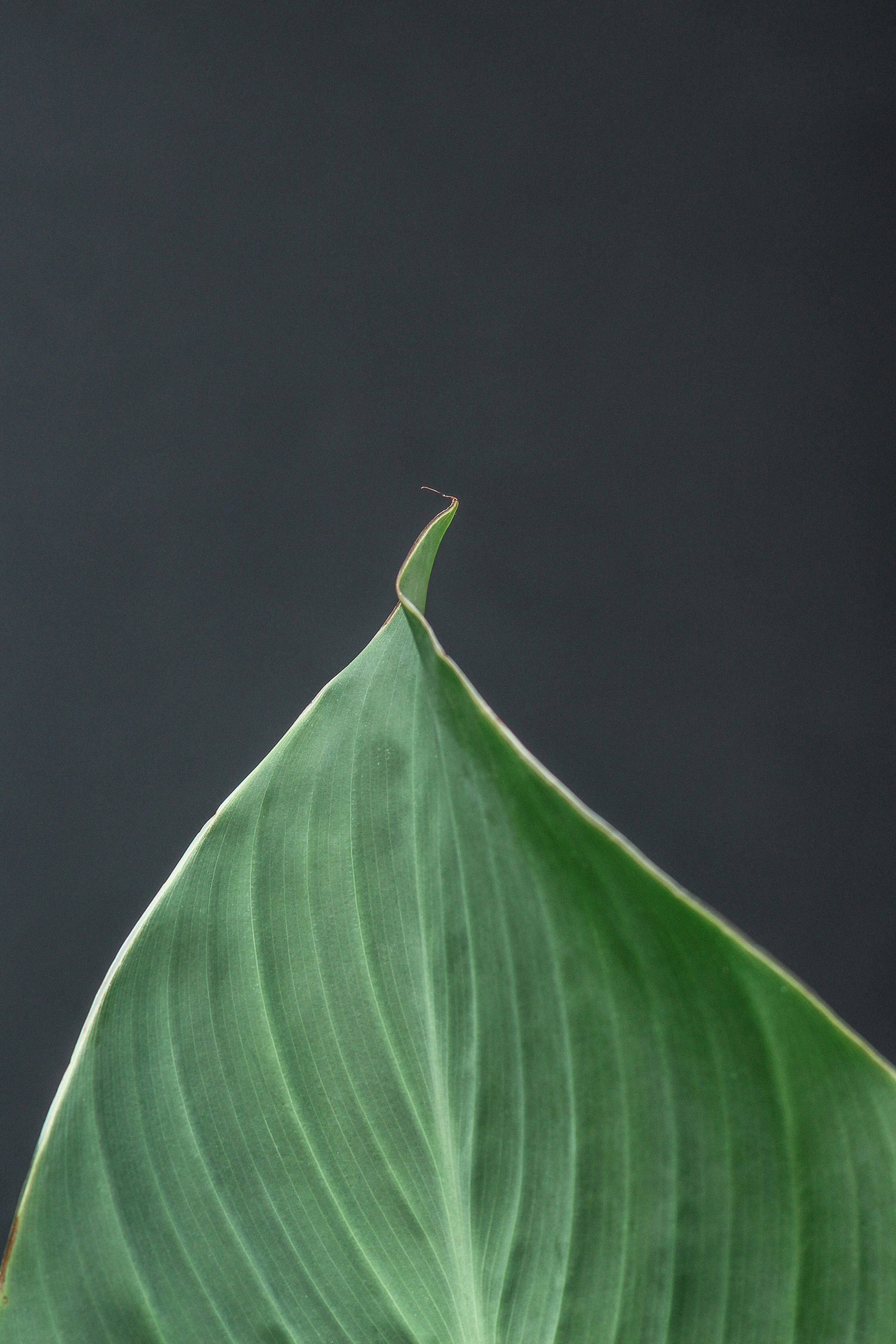 purple leaf with black background