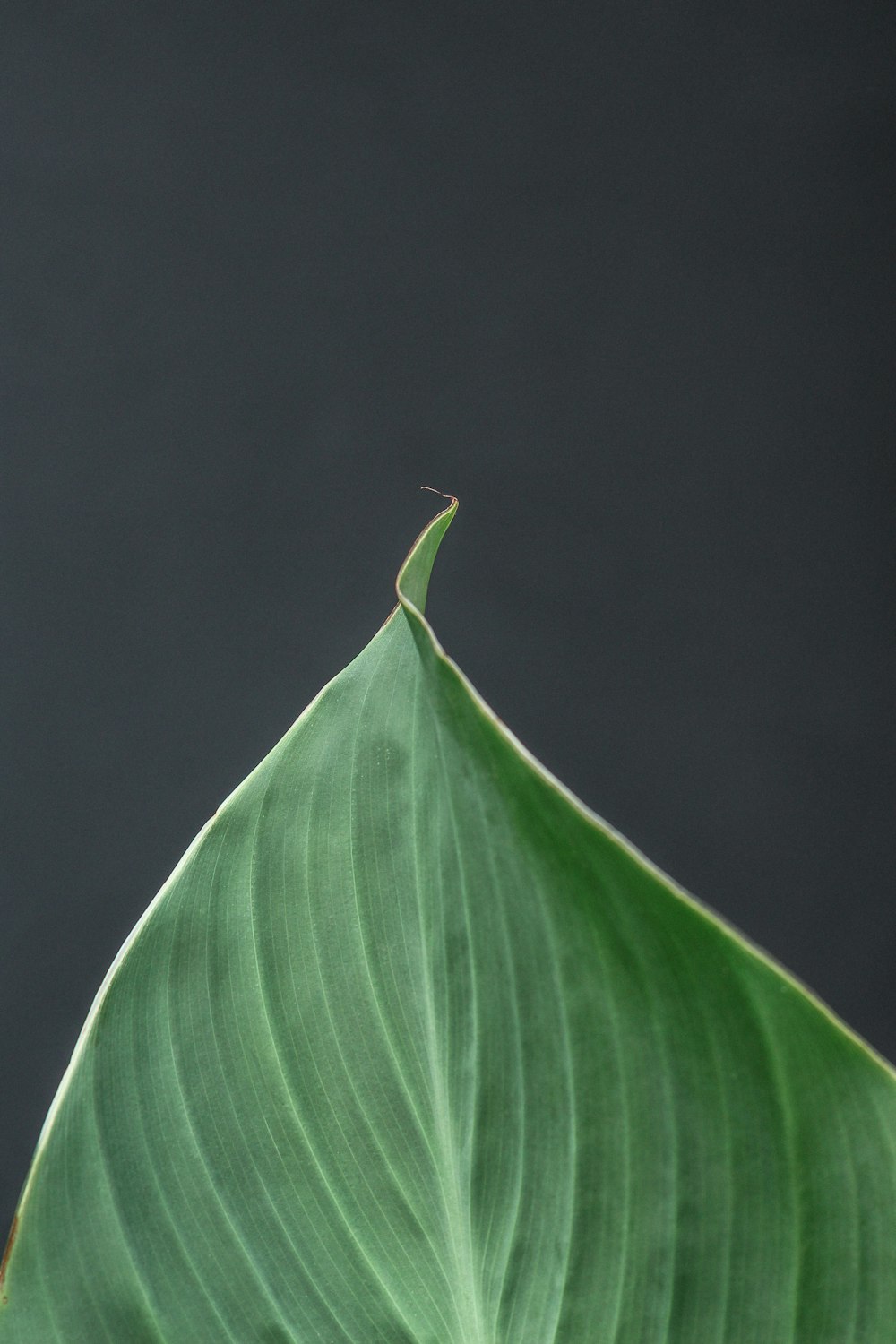 purple leaf with black background