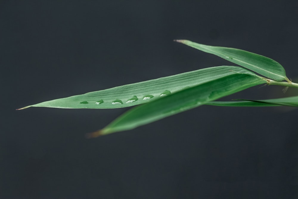 gotas de agua en la hoja verde