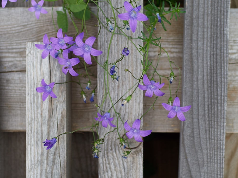 purple flower on brown wooden fence
