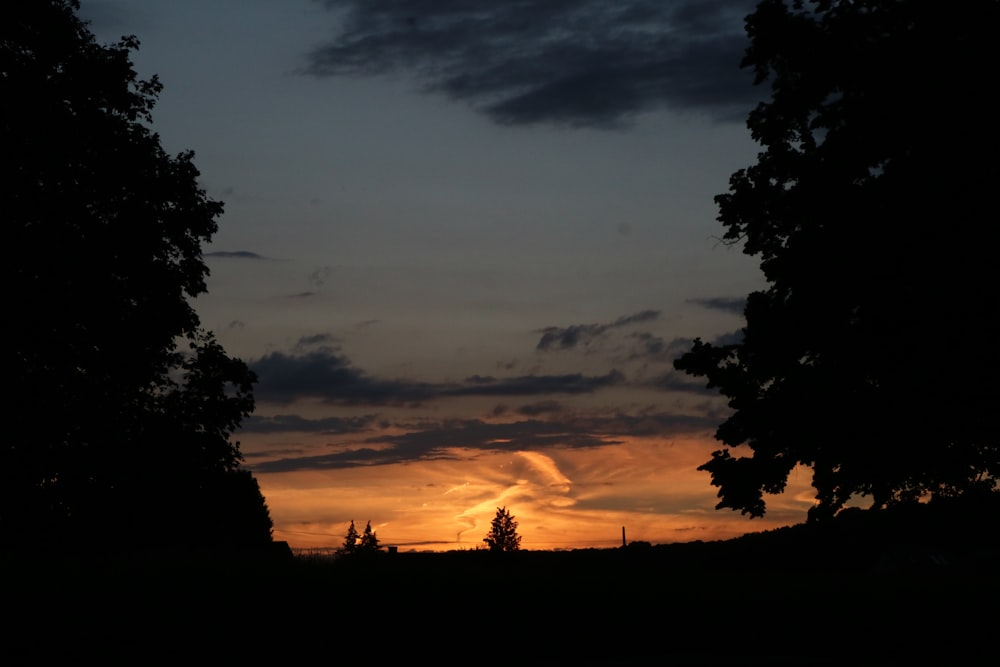 silhouette of trees during sunset