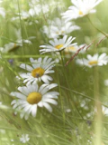 A bunch of chamomile flowers in a field