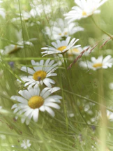 A bunch of chamomile flowers in a field