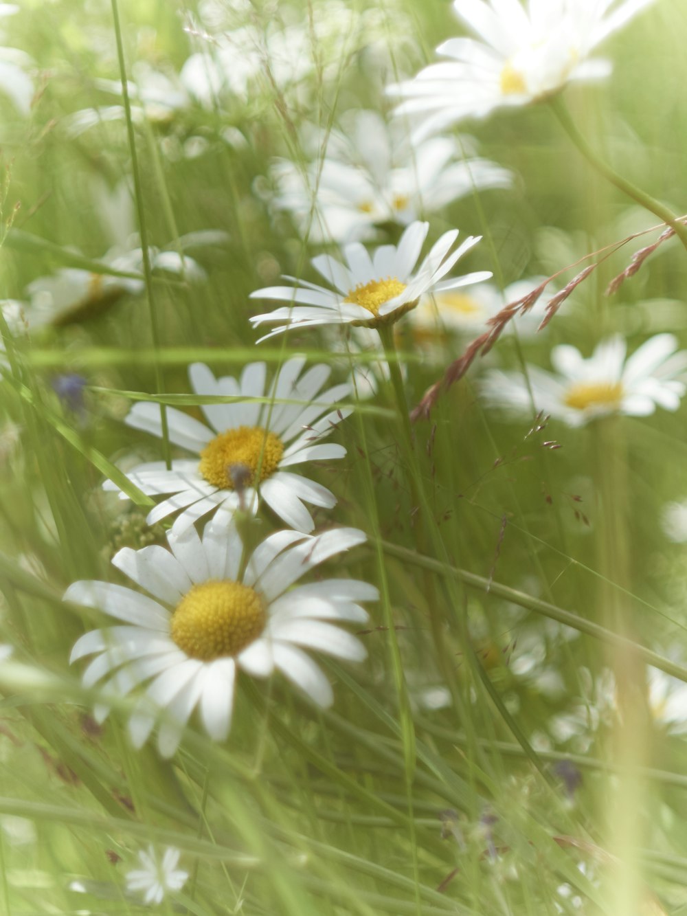 white and yellow flowers in tilt shift lens