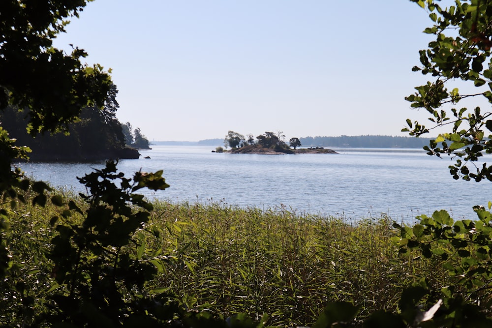 green grass near body of water during daytime