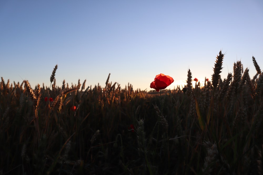 red flower on green grass field during daytime