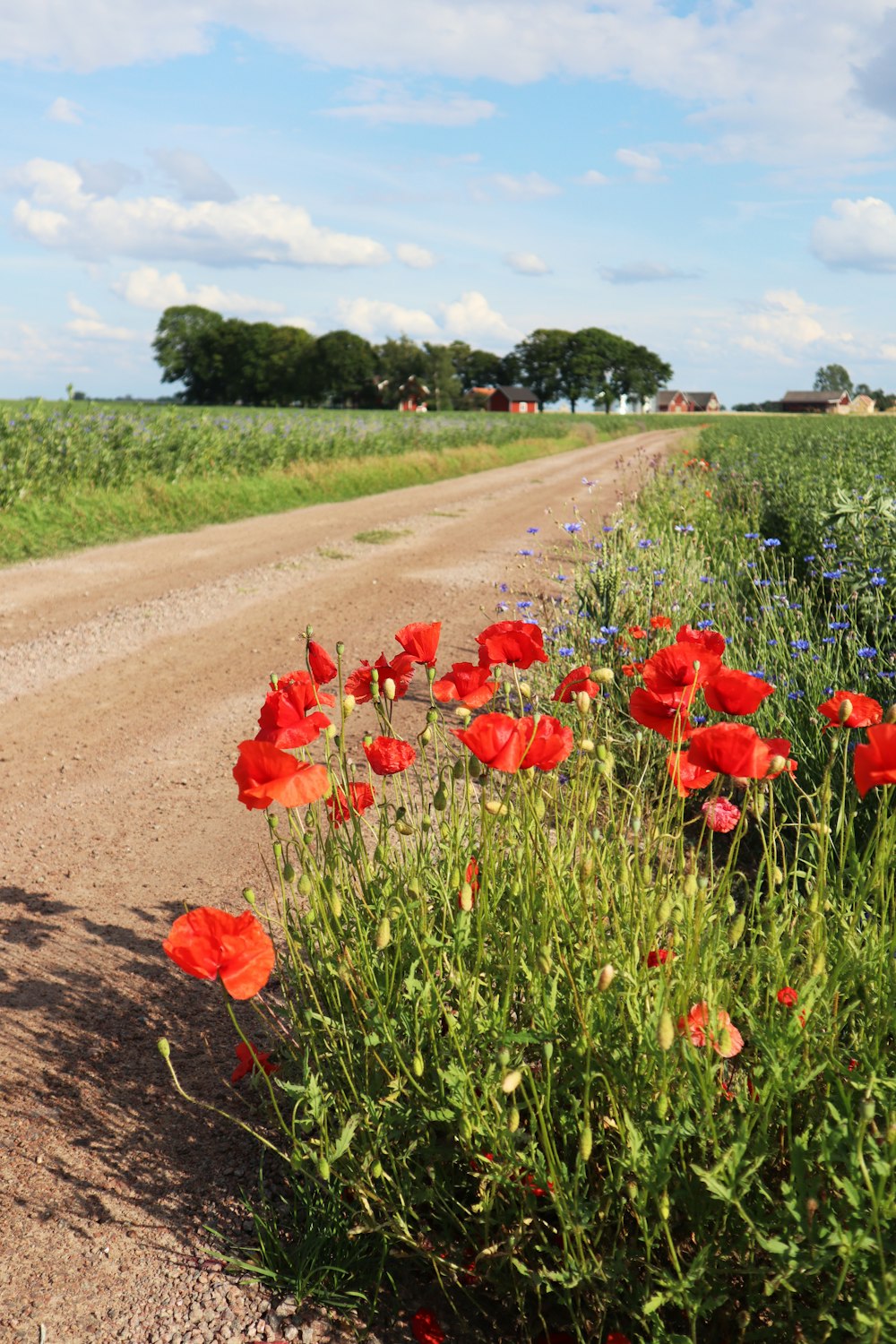 red flower field during daytime