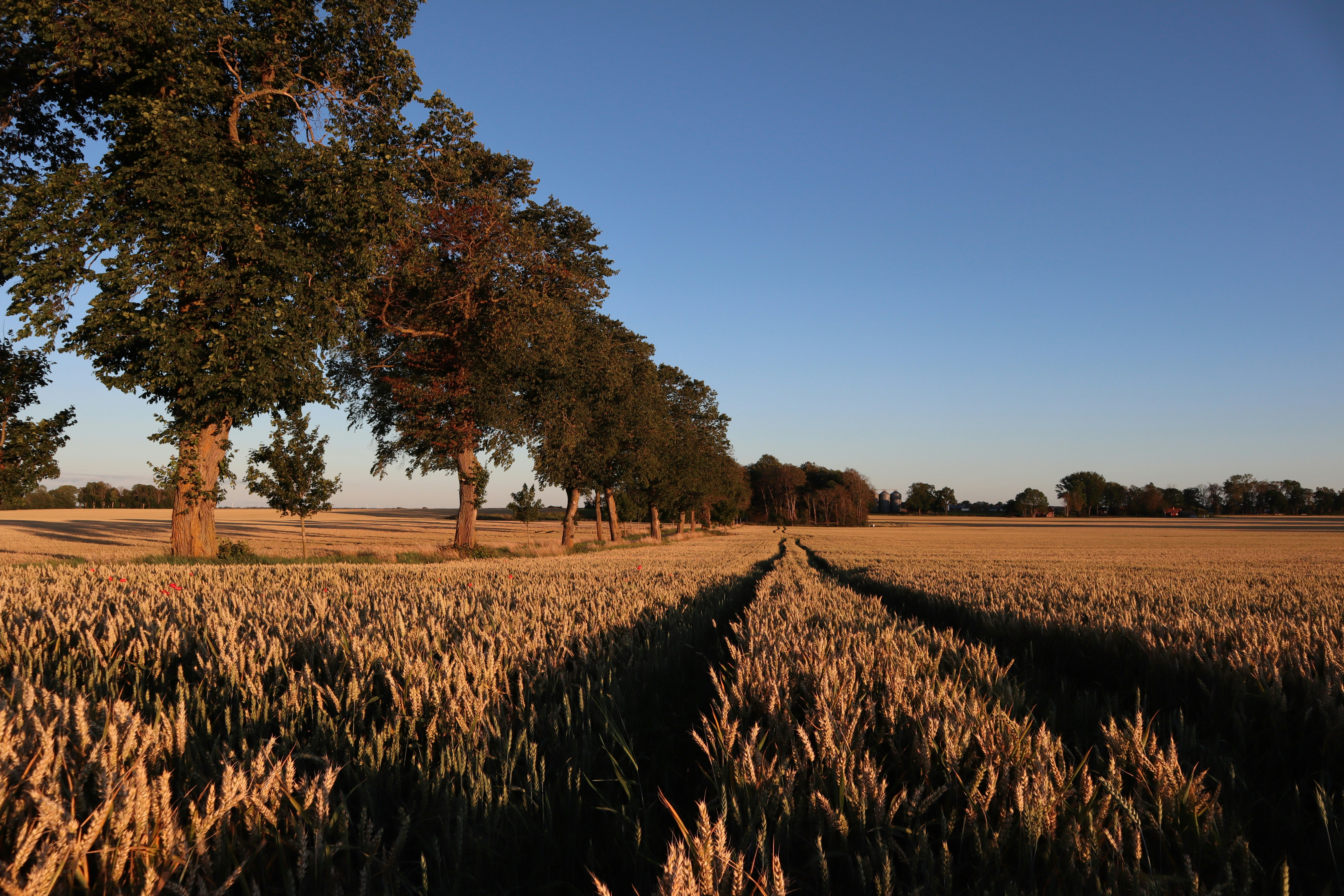 green trees on brown field under blue sky during daytime