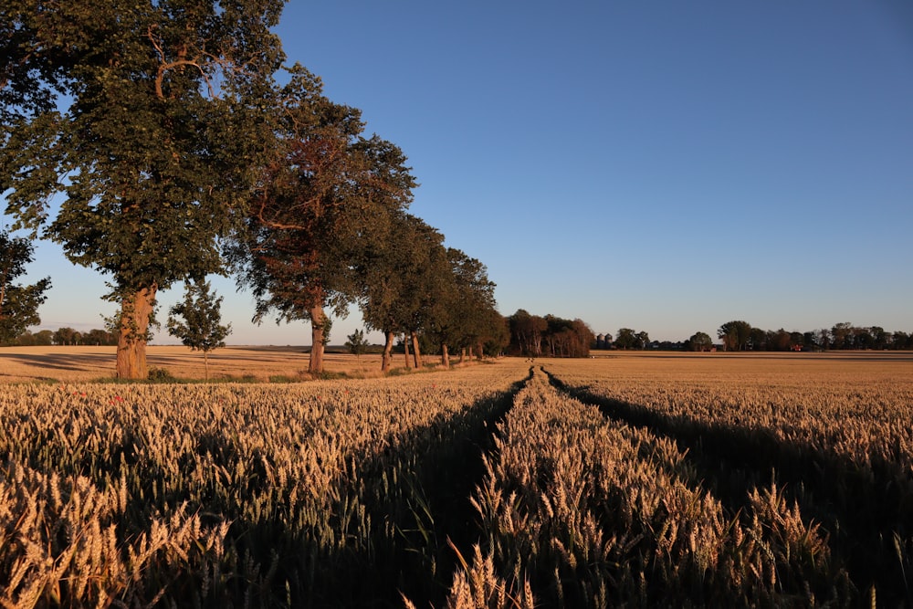 green trees on brown field under blue sky during daytime