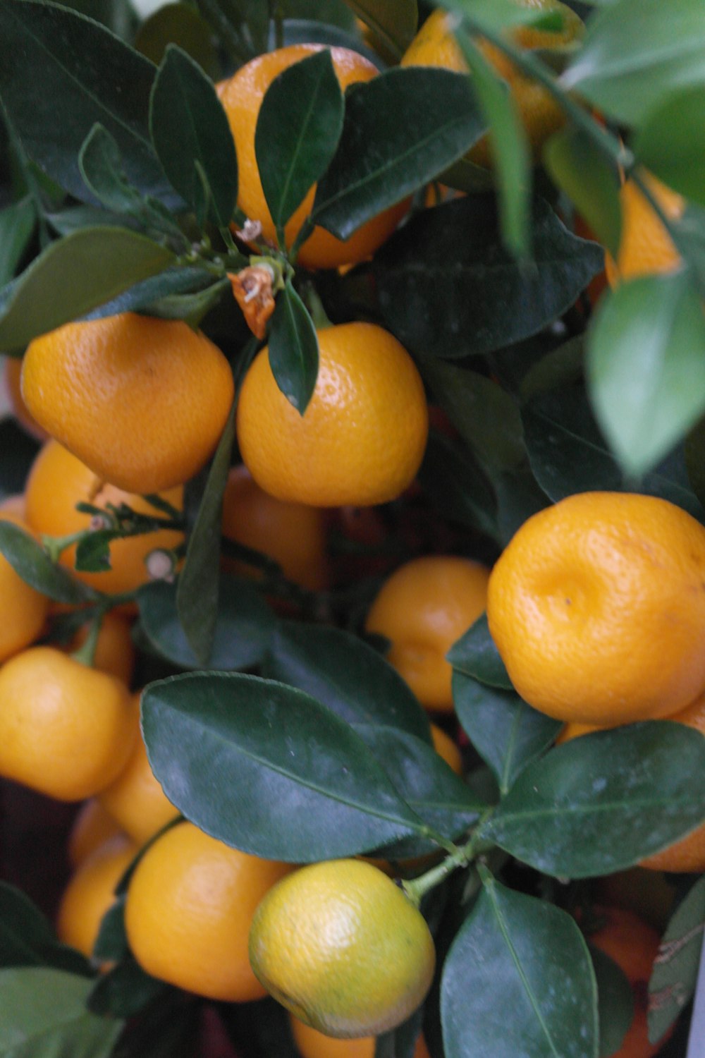 orange fruit on green leaves